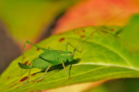 Speckled Bush-cricket (Leptophyes punctatissima)