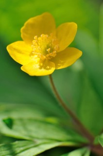 Yellow wood anemone or buttercup anemone (Anemone ranunculoides)
