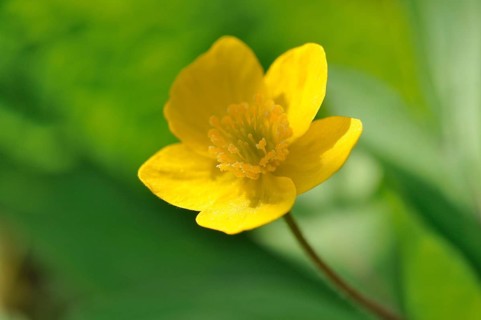 Yellow wood anemone or buttercup anemone (Anemone ranunculoides)