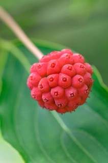 Chinese dogwood (Cornus Kuosa chinensis)