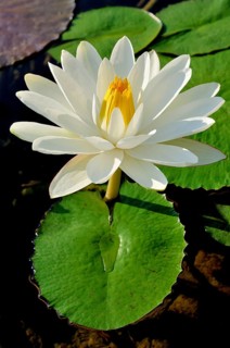 Water lily (Nymphaea sp.)