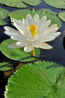 Water lily (Nymphaea sp.)