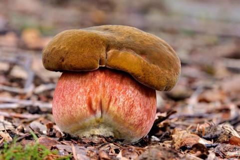 Dotted stem bolete (Neoboletus luridiformis)
