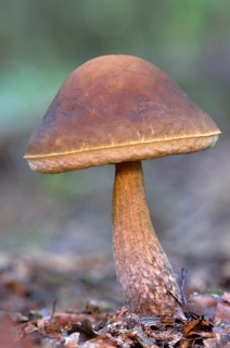 Rough-stemmed bolete (Leccinum scabrum)