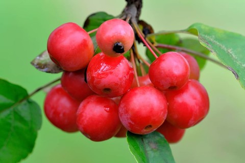 Crabapples (Malus sp.)
