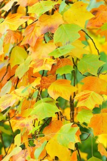Tulip tree (Liriodendron tulipifera)