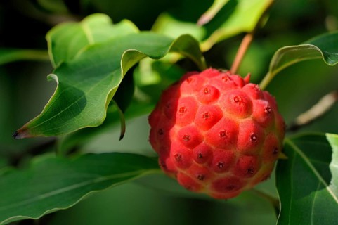Chinese or Kousa dogwood (Cornus kuosa var. chinensis)