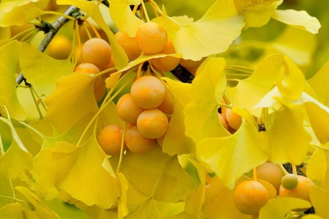 Ginkgo (Ginkgo biloba) branch with ripe fruit