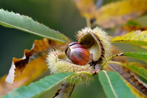 Sweet chestnut (Castanea sativa)