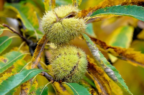 Sweet chestnut (Castanea sativa)