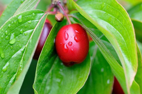 Cornelian cherry (Cornus mas)