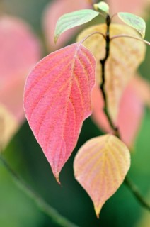 Green osier (Cornus alternifolia)