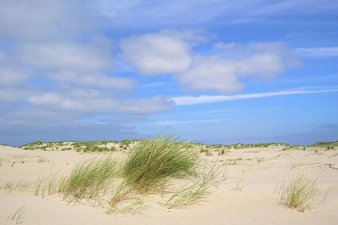 Beach grass (Ammophila arenaria)