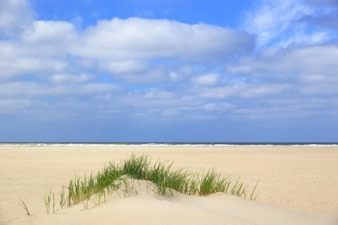 Beach grass (Ammophila arenaria)