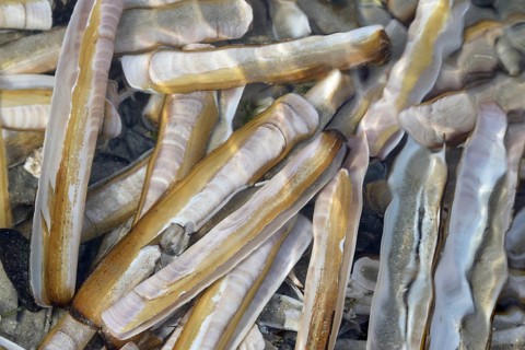 Atlantic jackknife clam (Ensis directus)