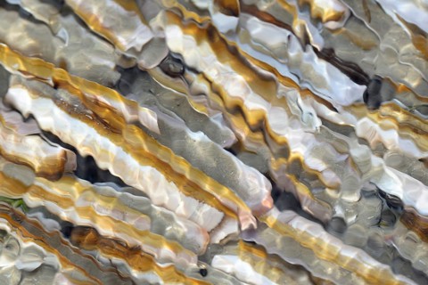 Atlantic jackknife clam (Ensis directus)