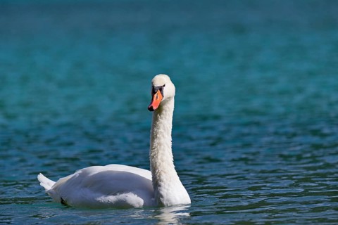 Mute swan (Cygnus olor) swims on the Dobbiaco Lake