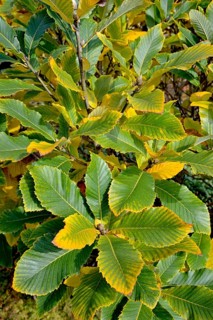 Pontine oak (Quercus pontica)