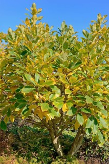 Pontine oak (Quercus pontica)