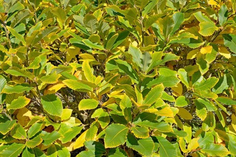 Pontine oak (Quercus pontica)