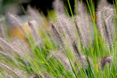 Dwarf Fountain Grass (Pennisetum alopecuroides)