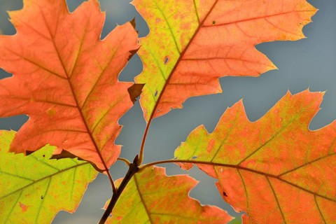 Northern red oak (Quercus rubra)