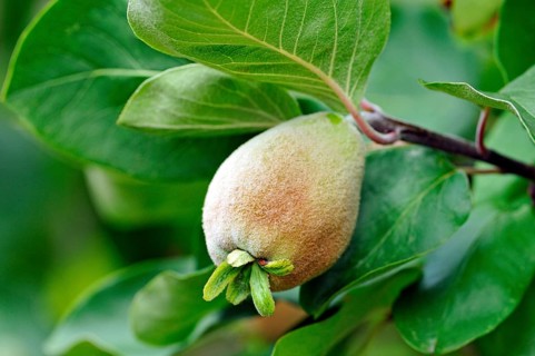 Pear Quince (Cydonia oblonga)