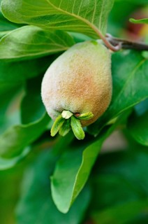 Pear Quince (Cydonia oblonga)
