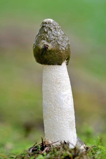 Common stinkhorn (Phallus impudicus)
