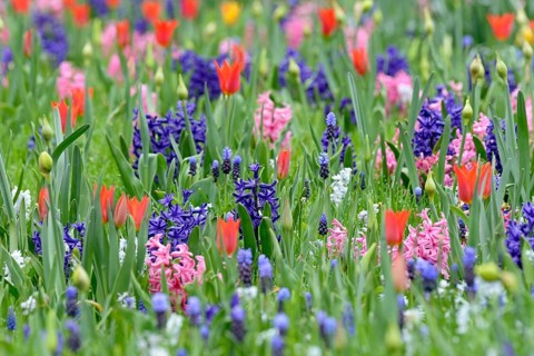 Meadow with garden hyacinths (Hyacinthus orientalis hybride)
