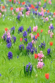 Meadow with garden hyacinths (Hyacinthus orientalis hybride)