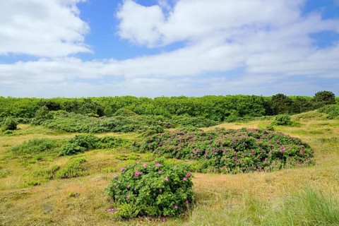 Dune landscape with blooming Rugosa roses (Rosa rugosa)