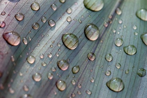 Leaf of a plant with raindrops