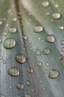 Leaf of a plant with raindrops