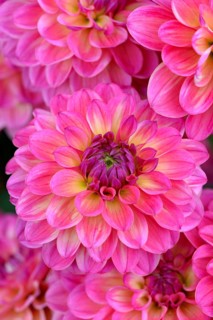 Decorative Dahlia (Dahlia)