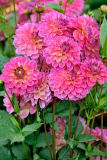 Decorative Dahlia (Dahlia)