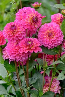 Decorative Dahlia (Dahlia)