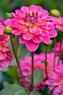 Decorative Dahlia (Dahlia)