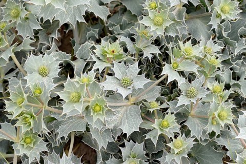 Sea Holly (Eryngium maritimum) in bloom
