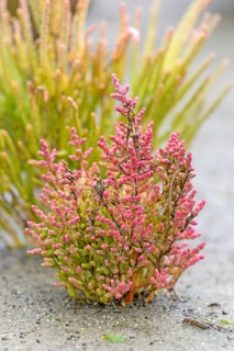 Glasswort (Salicornia europaea agg.) with reddish autumn colours