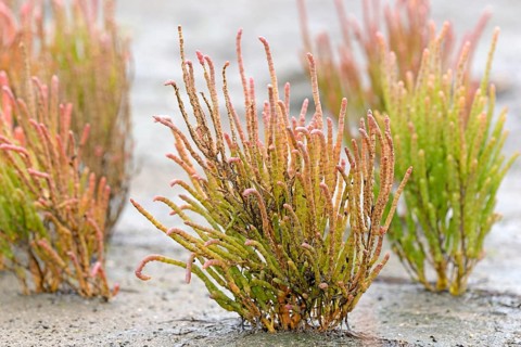 Glasswort (Salicornia europaea agg.) with reddish autumn colours