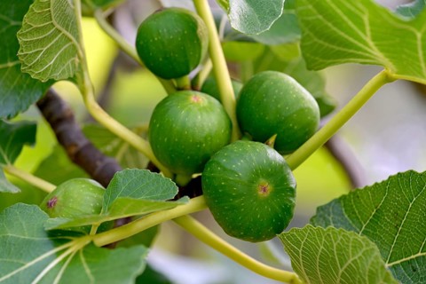 Ficus tree (Ficus)