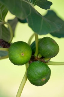 Ficus tree (Ficus)