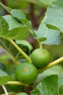 Ficus tree (Ficus)