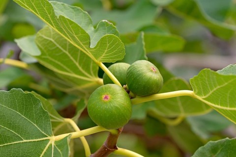Ficus tree (Ficus)