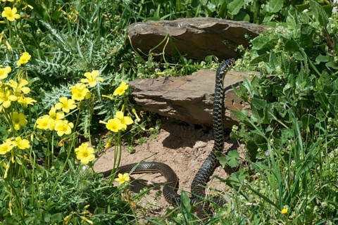 Yellow-green whip snake (Hierophis viridiflavus)