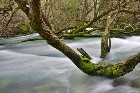 Cedrino River