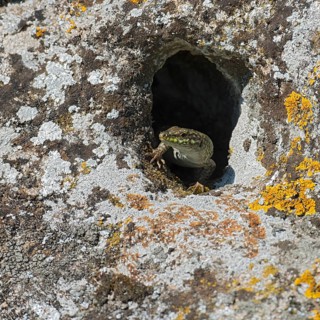 Wall lizard (Podarcis sicula cettii)