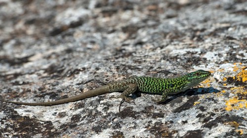 Wall lizard (Podarcis sicula cettii)