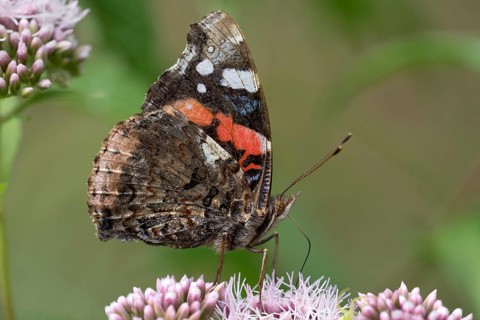 Red Admiral (Vanessa atalanta) on flower
